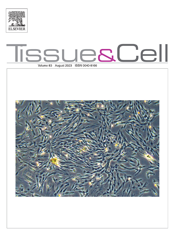 TISSUE & CELL