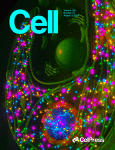 CELL