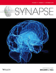 SYNAPSE-STRUCTURE FUNCTION CONNECTIVITY