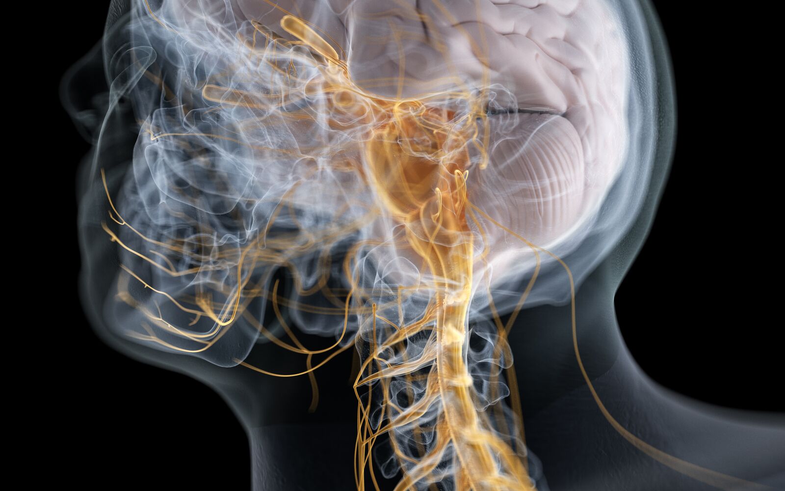 FRONTIERS IN NEUROANATOMY