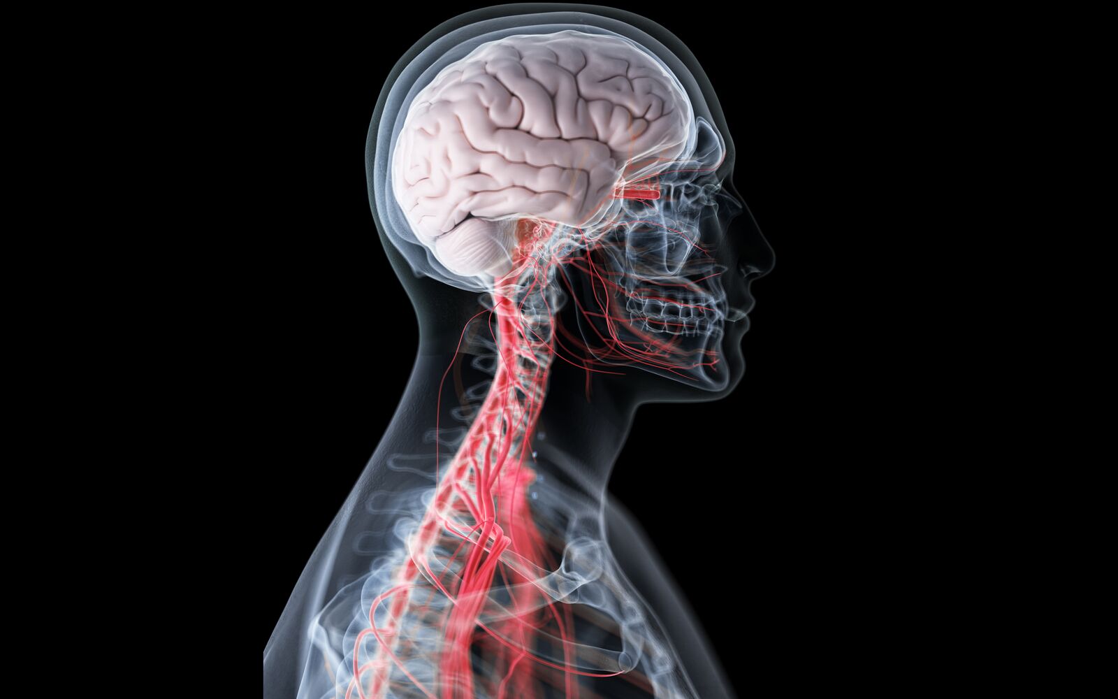 FRONTIERS IN HUMAN NEUROSCIENCE
