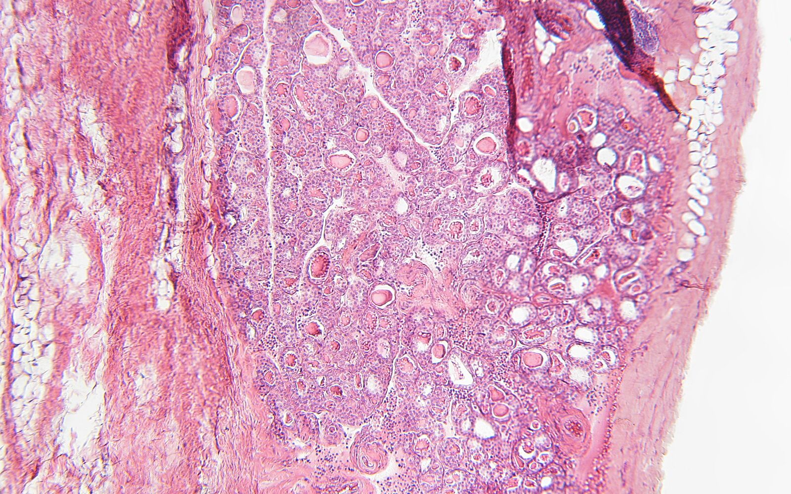 FRONTIERS IN ENDOCRINOLOGY