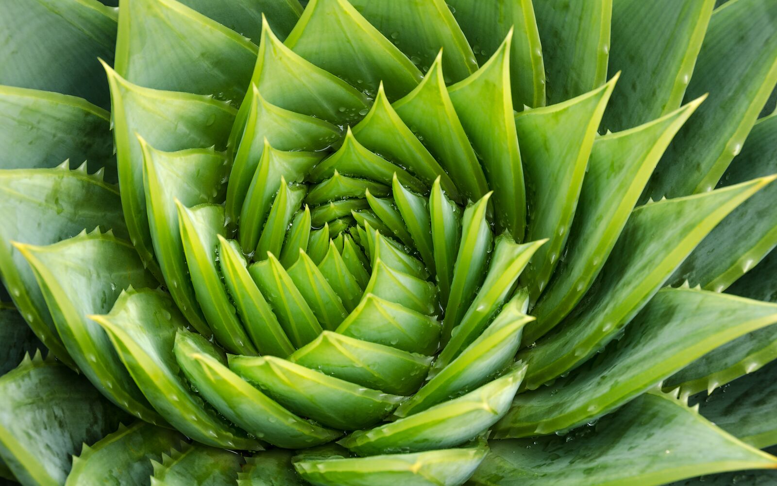 FRONTIERS IN PLANT SCIENCE
