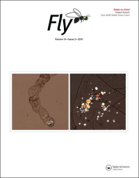 FLY