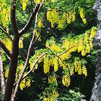 IFOREST-BIOGEOSCIENCES AND FORESTRY