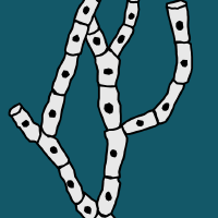 JOURNAL OF FUNGI
