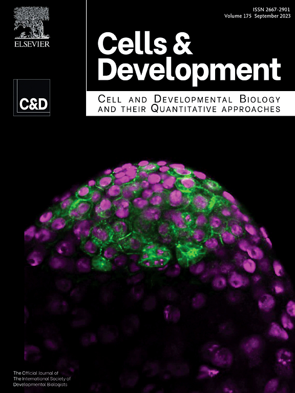 CELLS & DEVELOPMENT
